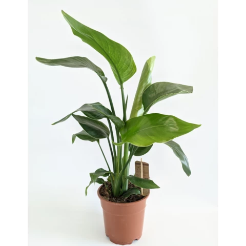 Стрелиция Nicolai 27\170