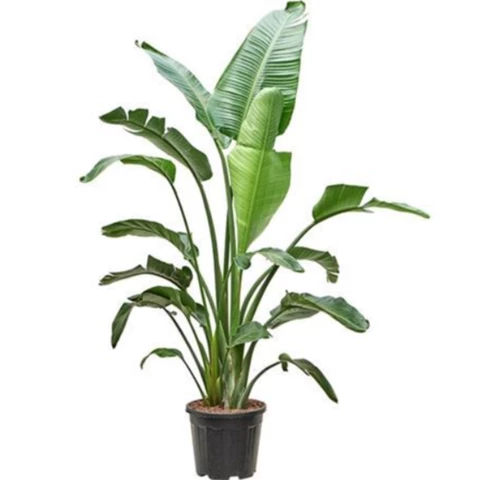 Стрелиция Nicolai 30\200