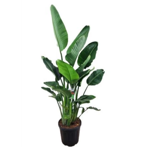 Стрелиция Nicolai 40\240