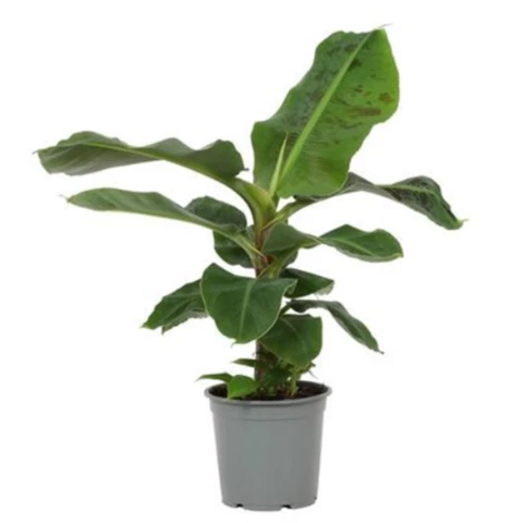 Банан Musa 19\70