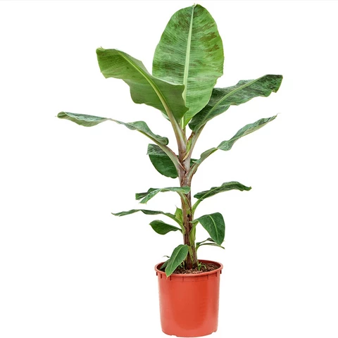 Банан Musa 24\110