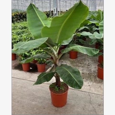 Банан Musa 34\160