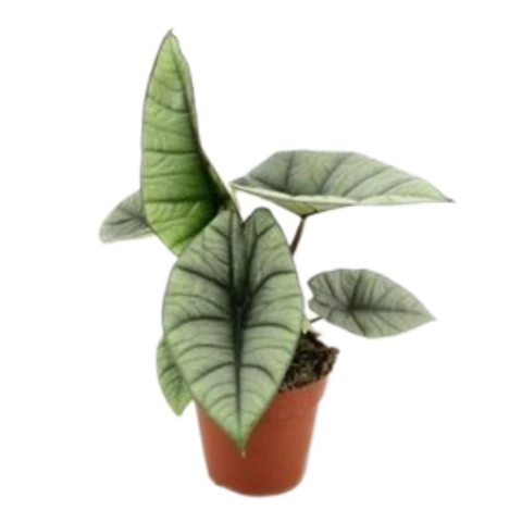 Алоказия Platinum 12\20