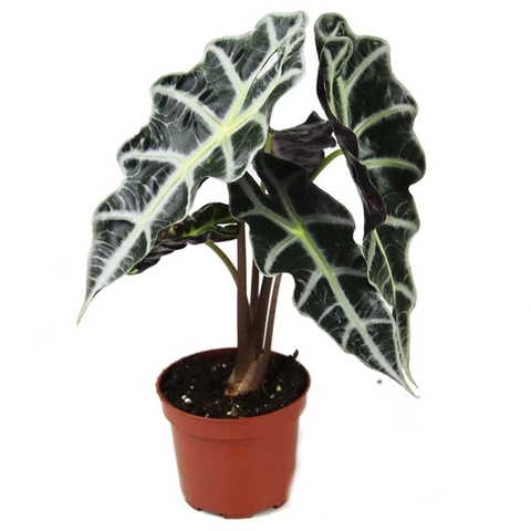 Алоказия Polly 12\35