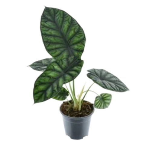 Алоказия Dragon Scale Green 14\35