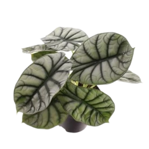 Алоказия Nebula Silver 14\30