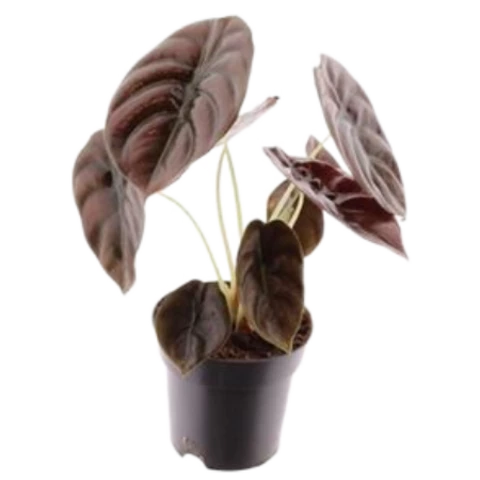 Алоказия Dragon Scale 14\40