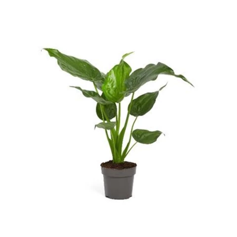 Алоказия Cucullata 14\45