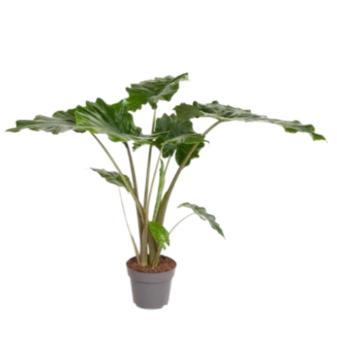 Алоказия Portodora 24\100