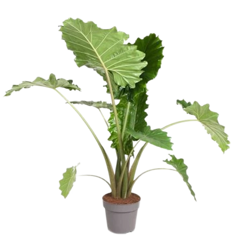 Алоказия Portodora 32\130