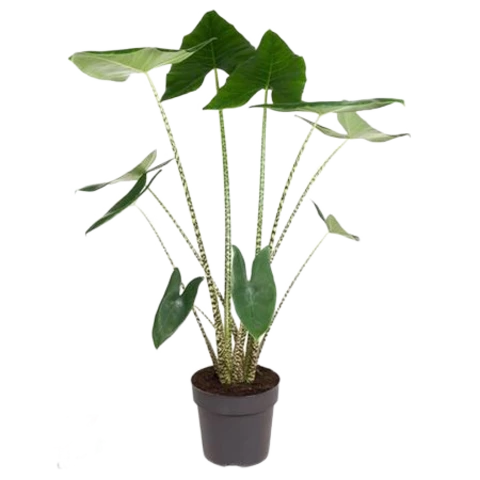 Алоказия Zebrina 32\140