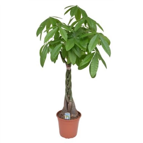 Пахира Aquatica 24\120