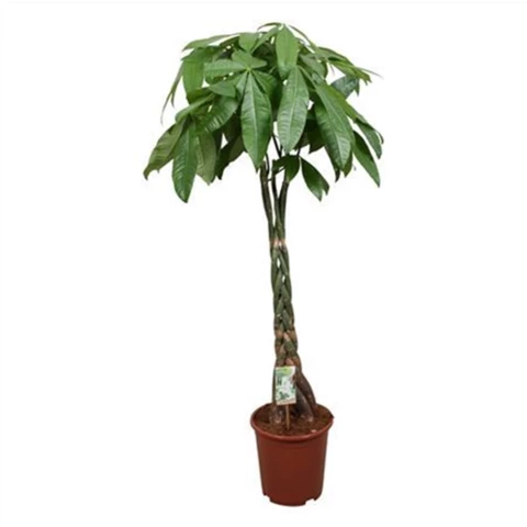 Пахира Aquatica 27\160