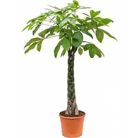 Пахира Aquatica 30\185