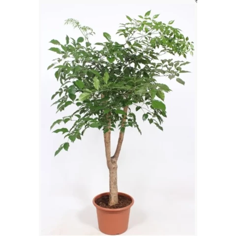 Гетеропанакс 38\180