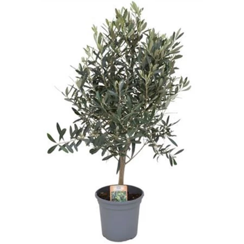 Олива Europa Stem 20\90