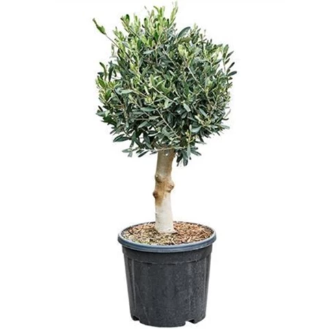 Олива Europa Stem 32\90