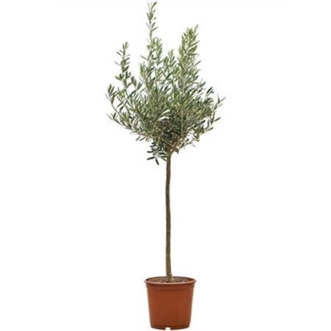 Олива Europa Stem 26\140