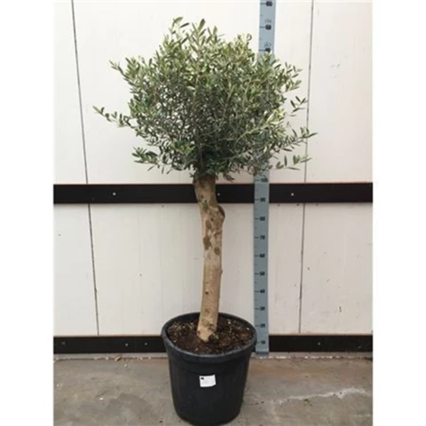 Олива Europa Stem 45\150