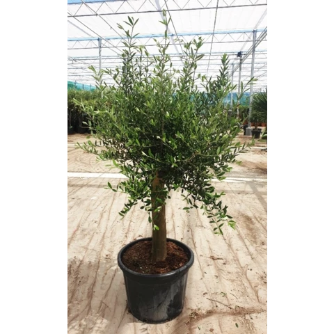 Олива Europa Stem 55\180