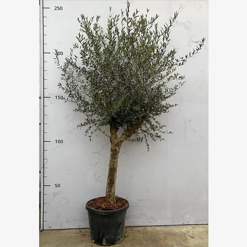 Олива Europa Stem 45\210