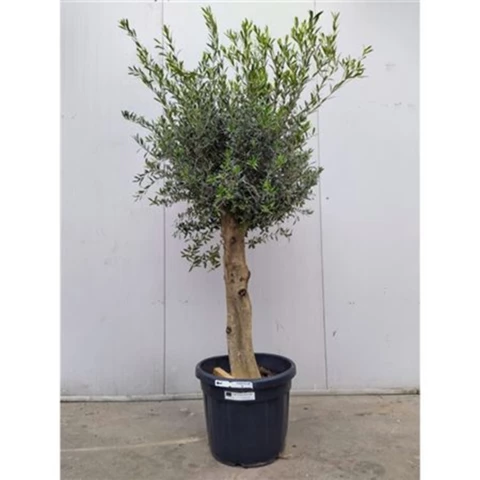 Олива Europa Stem 55\220