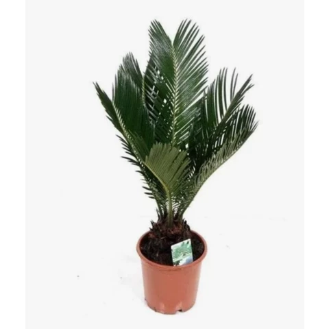 Цикас Revoluta 20\59