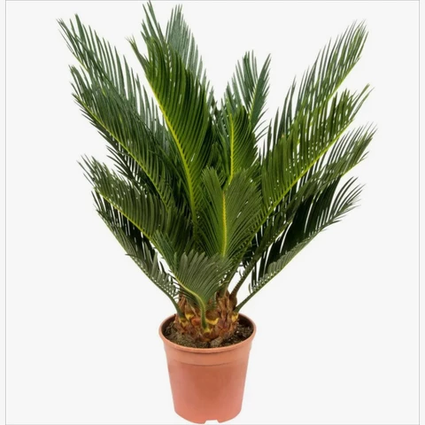 Цикас Revoluta 31\80