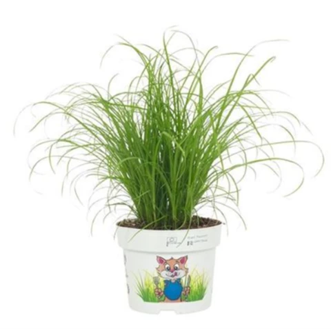 Циперус Papyrus 12\23