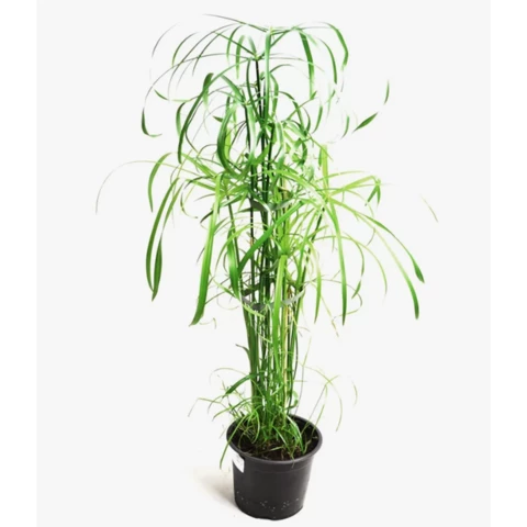 Циперус Papyrus 19\90