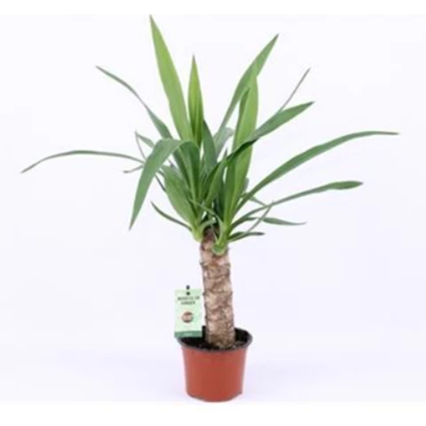 Юкка Elephantipes 12\50