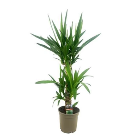 Юкка Elephantipes 17\80