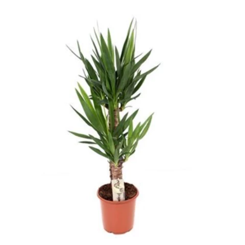 Юкка Elephantipes 21\90