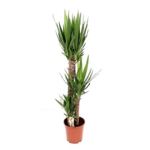 Юкка Elephantipes 24\130