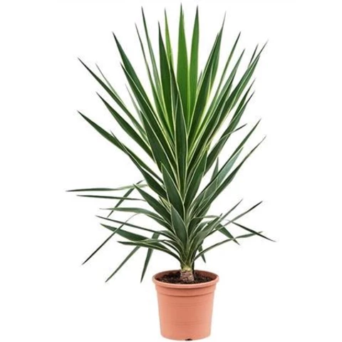 Юкка Elephantipes 30\140