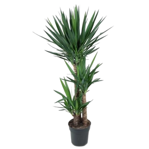 Юкка Elephantipes 27\140