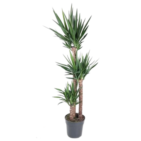 Юкка Elephantipes 27\180