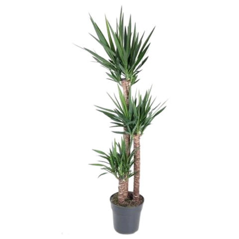 Юкка Elephantipes 31\190