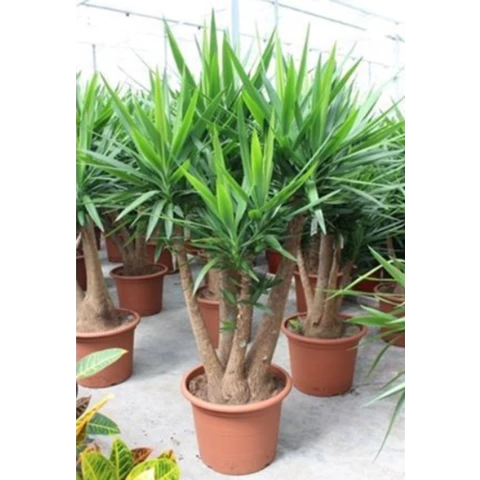 Юкка Elephantipes 55\200