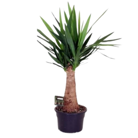 Юкка Elephantipes 23\90