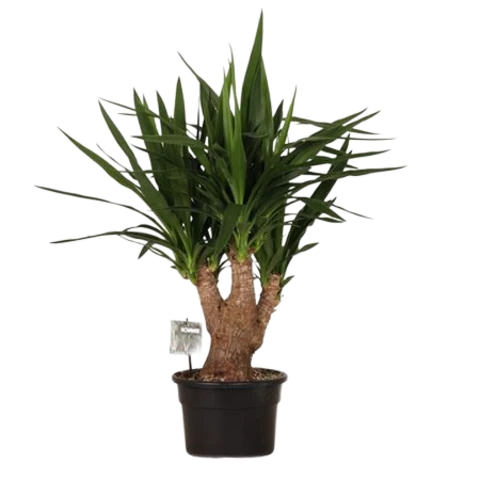 Юкка Elephantipes 24\90