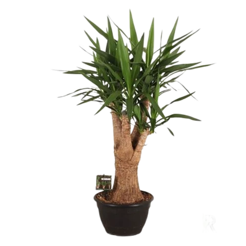 Юкка Elephantipes 26\100