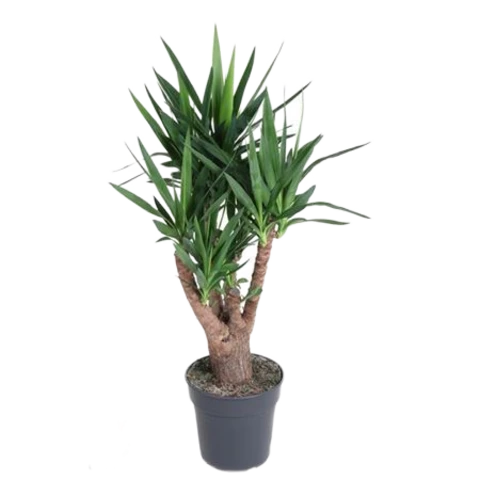 Юкка Elephantipes 27\110