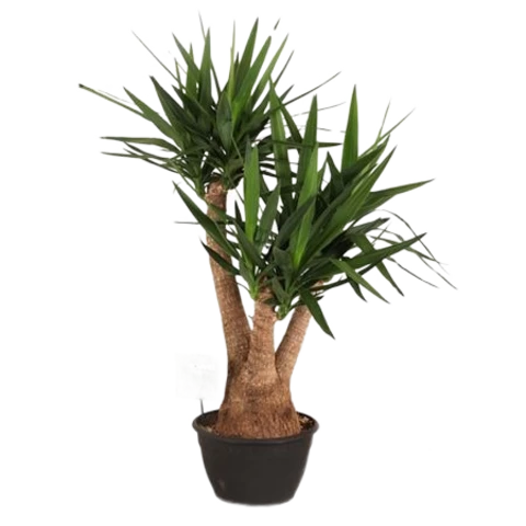 Юкка Elephantipes 30\120