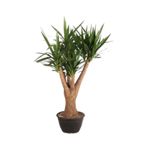 Юкка Elephantipes 35\150