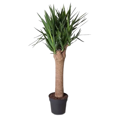 Юкка Branched 34\160