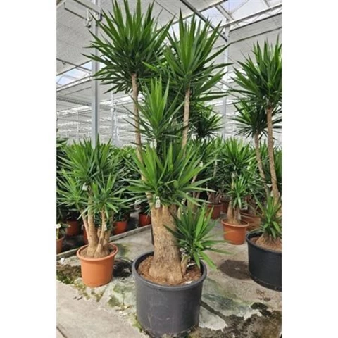 Юкка Branched 80\350