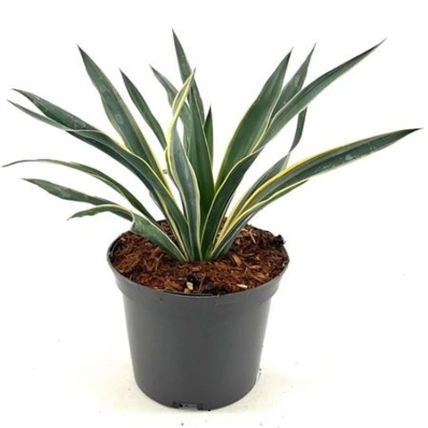 Юкка Gl Variegata 17\25