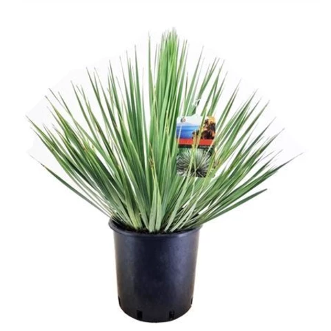 Юкка Rostrata 27\80