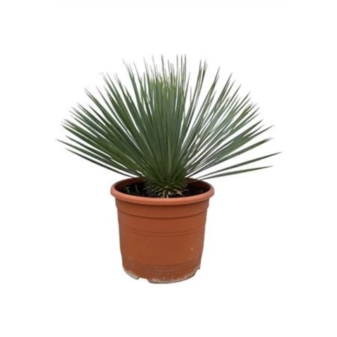 Юкка Rostrata 30\70